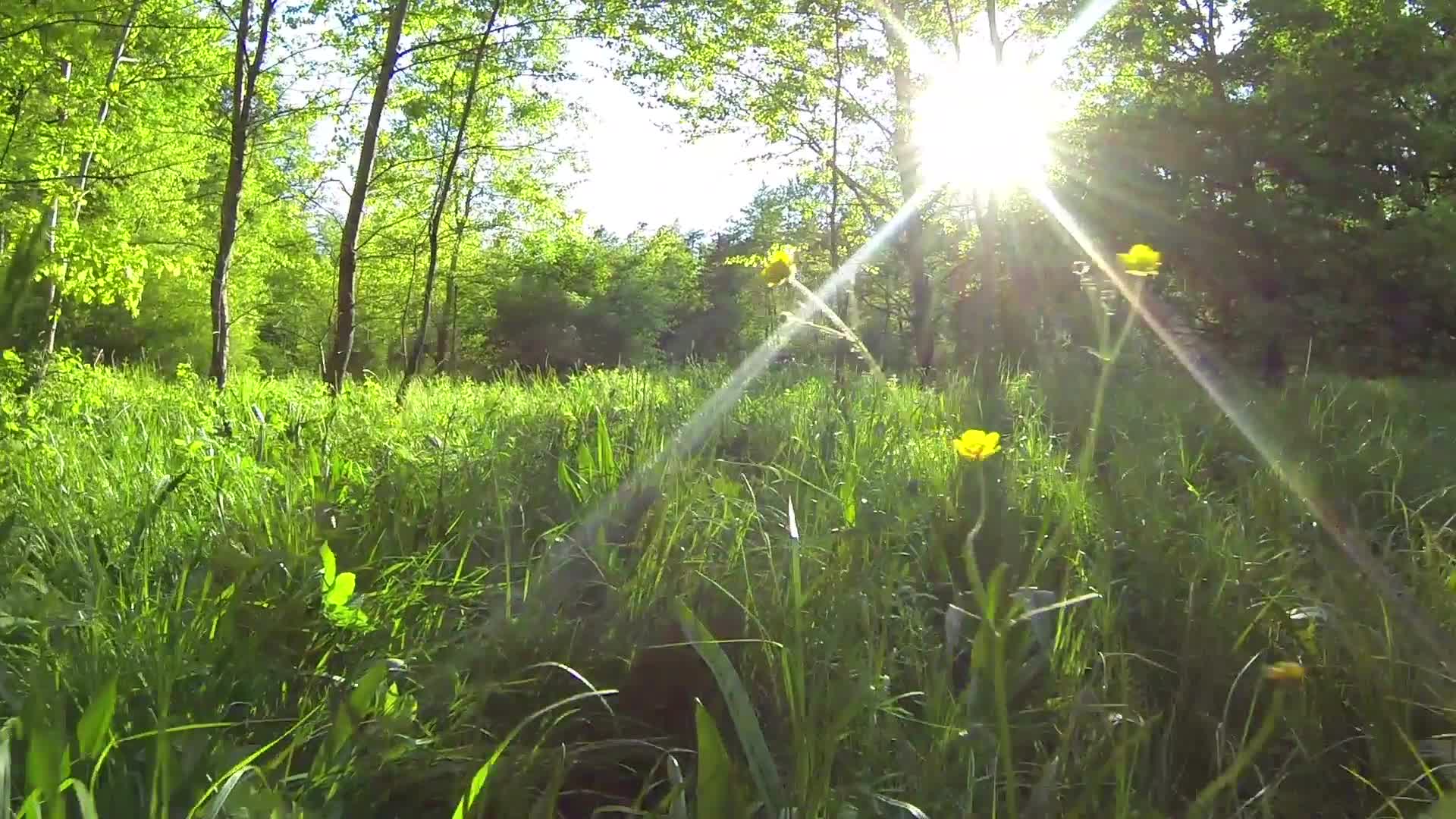 陽光下的森林空地